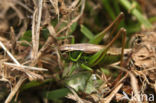 Greppelsprinkhaan (Metrioptera roeselii)