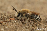 Schorzijdebij (Colletes halophilus)