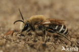 Plasterer Bee (Colletes halophilus)
