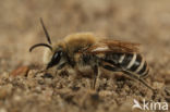 Schorzijdebij (Colletes halophilus)