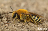 Plasterer Bee (Colletes halophilus)