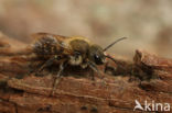 Kauwende metselbij (Osmia leaiana)