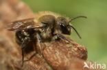 Kauwende metselbij (Osmia leaiana)