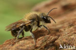 Kauwende metselbij (Osmia leaiana)