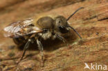 Kauwende metselbij (Osmia leaiana)