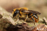 Kauwende metselbij (Osmia leaiana)