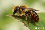 Osmia leaiana