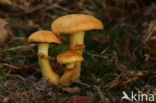 Prachtvlamhoed (Gymnopilus junonius)