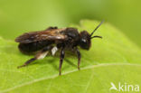 Koolzwarte zandbij (Andrena pilipes)