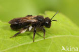 Andrena pilipes