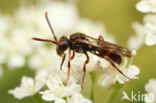 Geeltipje (Nomada sheppardana)