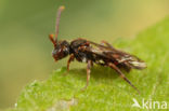 Geeltipje (Nomada sheppardana)