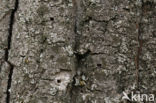 Agrilus ater