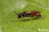 Kleine spitstandbloedbij (Sphecodes longulus)