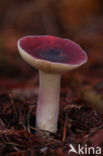 Duivelsbroodrussula (Russula sardonia)