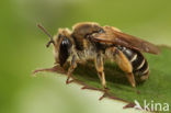 Geelstaartklaverzandbij (Andrena wilkella)