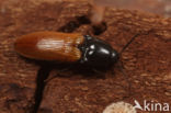 Ampedus nigroflavus