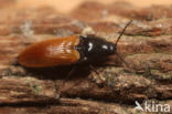 Ampedus nigroflavus