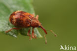 Anthonomus pedicularius