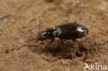 Maanvlekpriempje (Bembidion lunulatum)