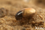 Cercyon quisquilius