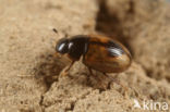 Cercyon unipunctatus