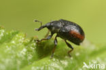 Gymnetron veronicae