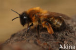 Zwartbronzen zandbij (Andrena nigroaenea)