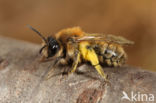 Vroege zandbij (Andrena praecox)