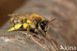 Vroege zandbij (Andrena praecox)