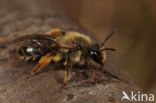 Roodscheen-zandbij (Andrena ruficrus)