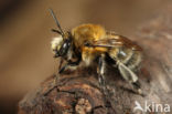 Gewone sachembij (Anthophora plumipes)