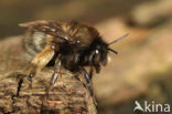 Gewone sachembij (Anthophora plumipes)