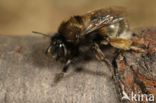 Gewone sachembij (Anthophora plumipes)