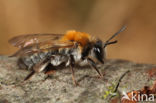 Andrena synadelpha
