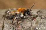 Andrena synadelpha