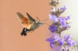 Kolibrievlinder (Macroglossum stellatarum)