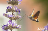 Kolibrievlinder (Macroglossum stellatarum)