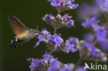 Kolibrievlinder (Macroglossum stellatarum)