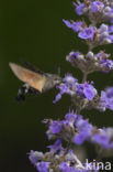 Humming-bird Hawk-moth (Macroglossum stellatarum)