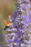 Kolibrievlinder (Macroglossum stellatarum)