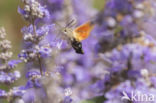 Kolibrievlinder (Macroglossum stellatarum)