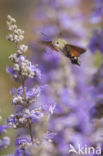 Kolibrievlinder (Macroglossum stellatarum)