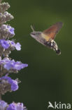 Humming-bird Hawk-moth (Macroglossum stellatarum)