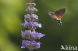 Kolibrievlinder (Macroglossum stellatarum)