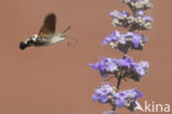 Kolibrievlinder (Macroglossum stellatarum)