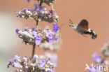 Kolibrievlinder (Macroglossum stellatarum)