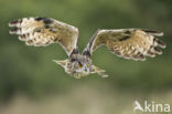 Eurasian Eagle-Owl (Bubo bubo)