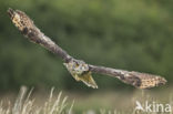 Eurasian Eagle-Owl (Bubo bubo)