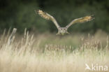 Oehoe (Bubo bubo)